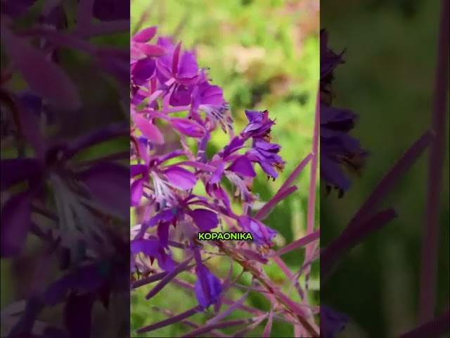 Kopaonik: Otkrivamo Ljubičasta Polja i Lekovitu Vrbicu! #shorts