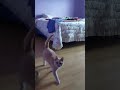 Simba The Lion Awakes Simba The Lion Awakes