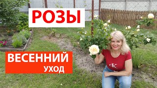 Весенний уход за розами