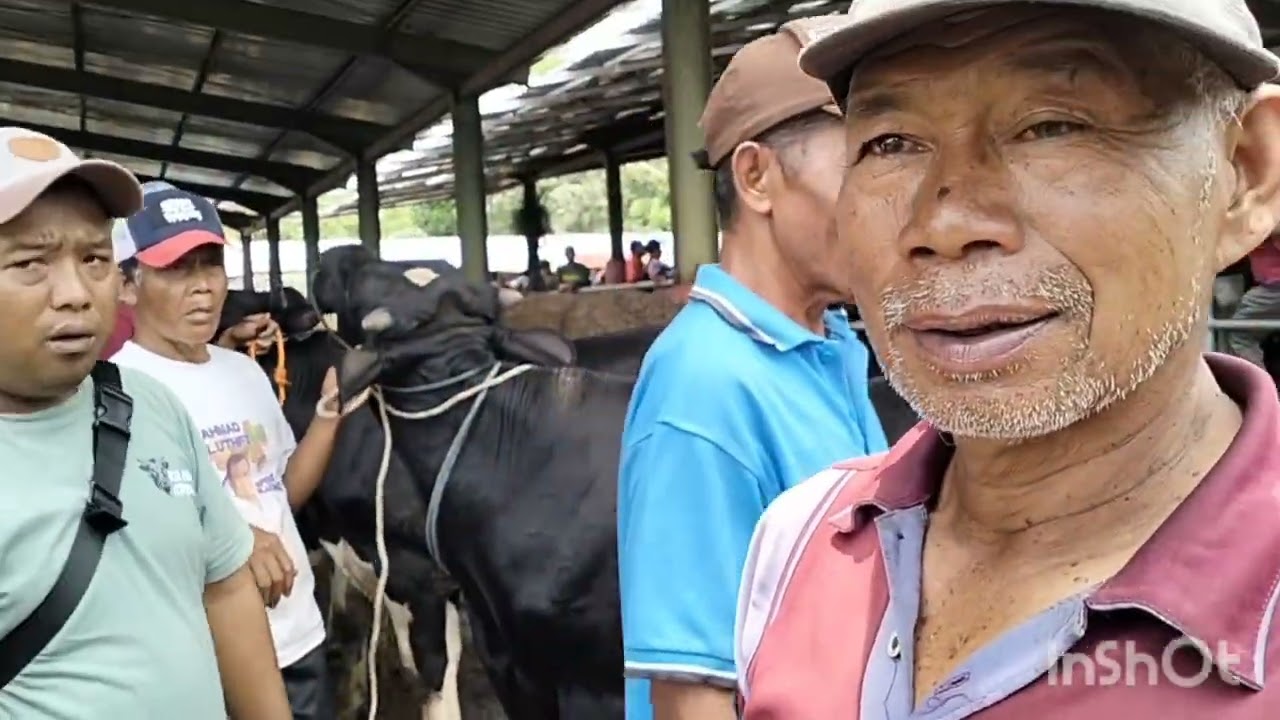 Lapak bakalan fh jantan calon besaran 2026 