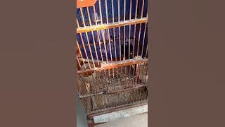 Download lagu cara memilih trotolan prospek lomba ala anum mbf