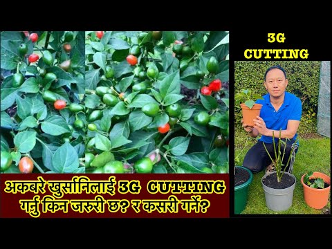 3G Cutting in AKABARE Chilli plants for better production | Pruning Chillies | How to do 3G cutting