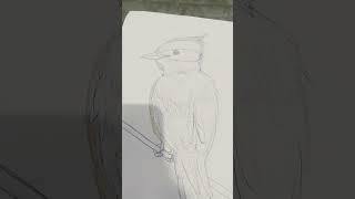 como desenhar um bem te vi