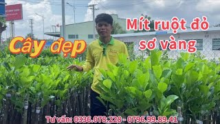 Mít ruột đỏ sơ vàng INDO rất nhiều kích thước tại cây giống THẾ GIỚI XANH
