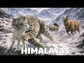 El precio de la vida – El sacrificio de la madre leopardo | Documental Animal