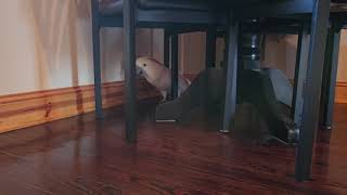 A Cockatoo Preparing For The Vet