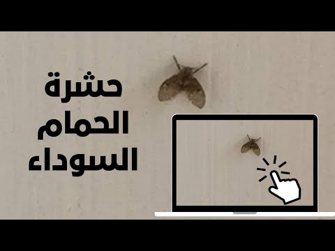 حشرة الحمام السوداء في جميع المنازل