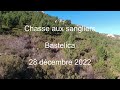 Chasse aux sangliers en corse  n 12