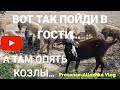 ПОЕХАЛИ НА ПРАЗДНИК/ОПЯТЬ КОЗЛЫ И НЕ ТОЛЬКО/VLOG