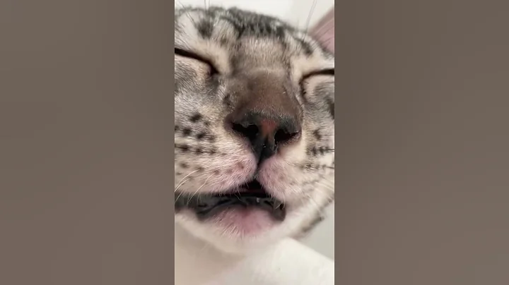 Video 7740581: bengalcat bengals cats, little bengal cat