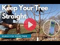 How to straighten a tree keep your fruit trees straight