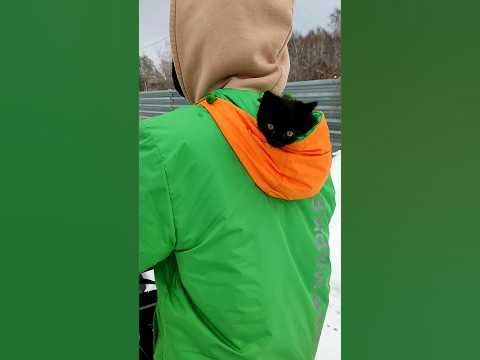 Кот в капюшоне - YouTube