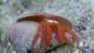 Insects & Arthropods