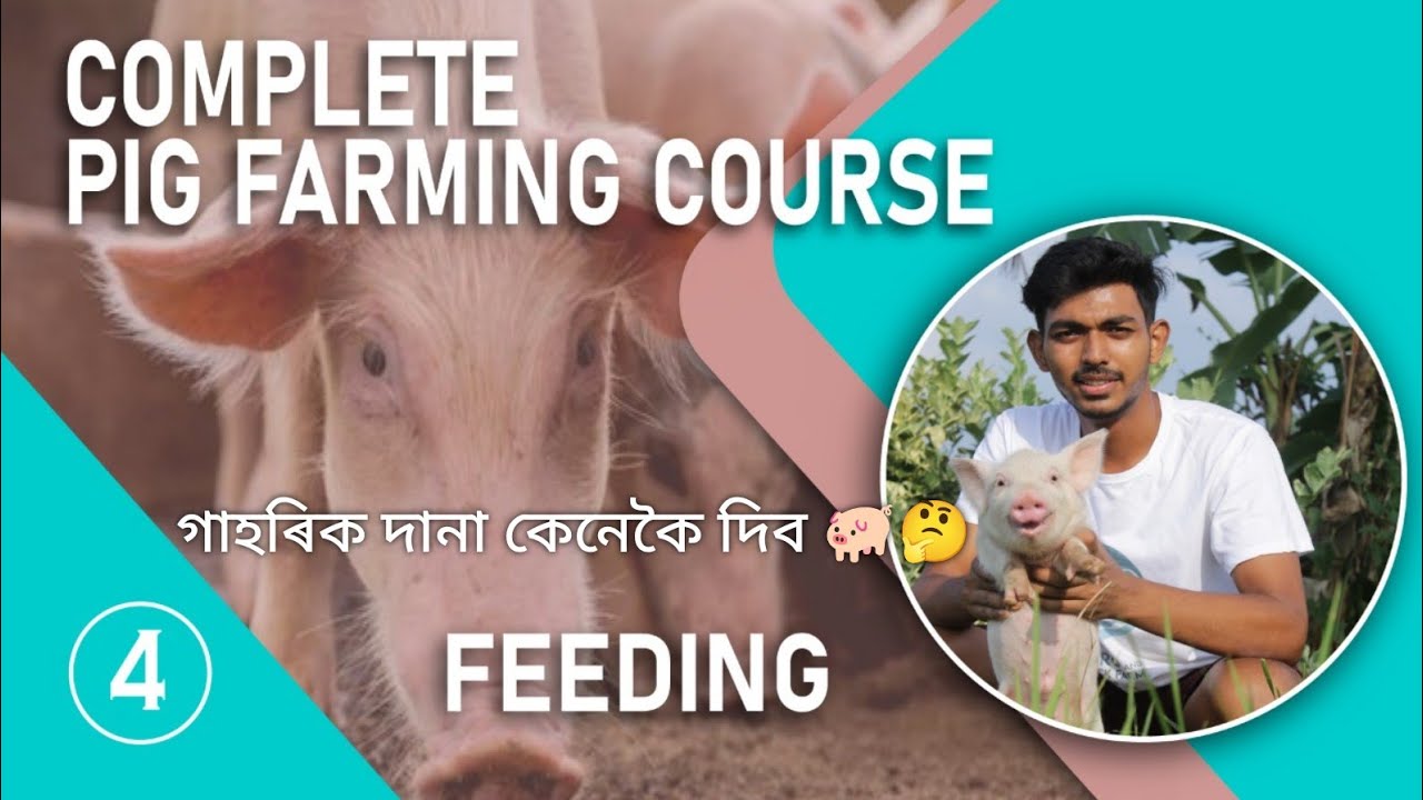 Pig Farming Course EP-4 (FEEDING) | How to feed in Pig Farm |