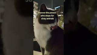 do you love stray animals?