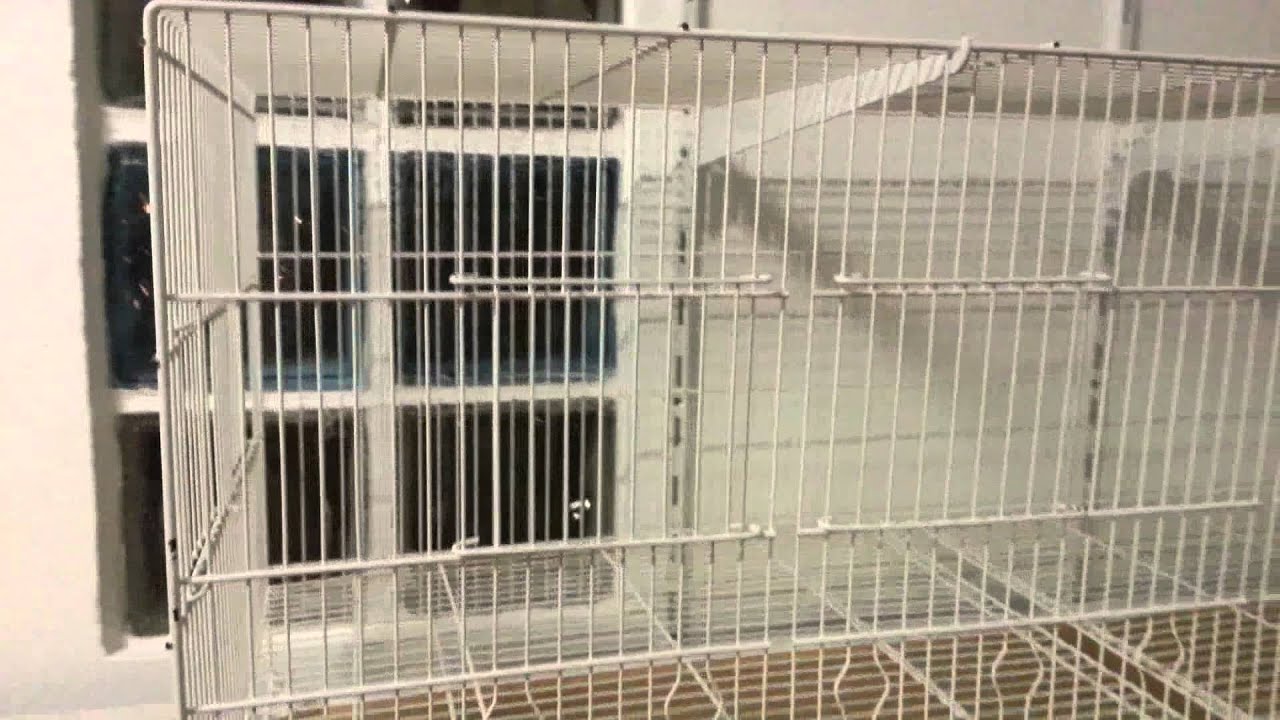 sistema de rollo de papel en limpieza de jaulas casero - YouTube