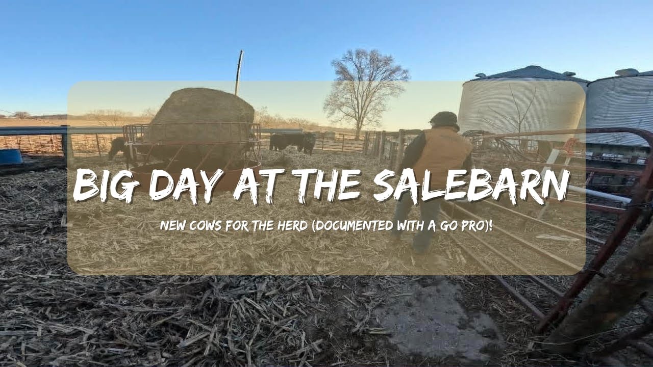 Day at the Salebarn 