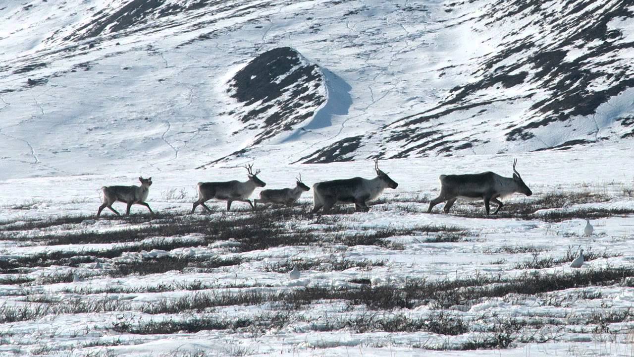 Caribou The Migration North YouTube