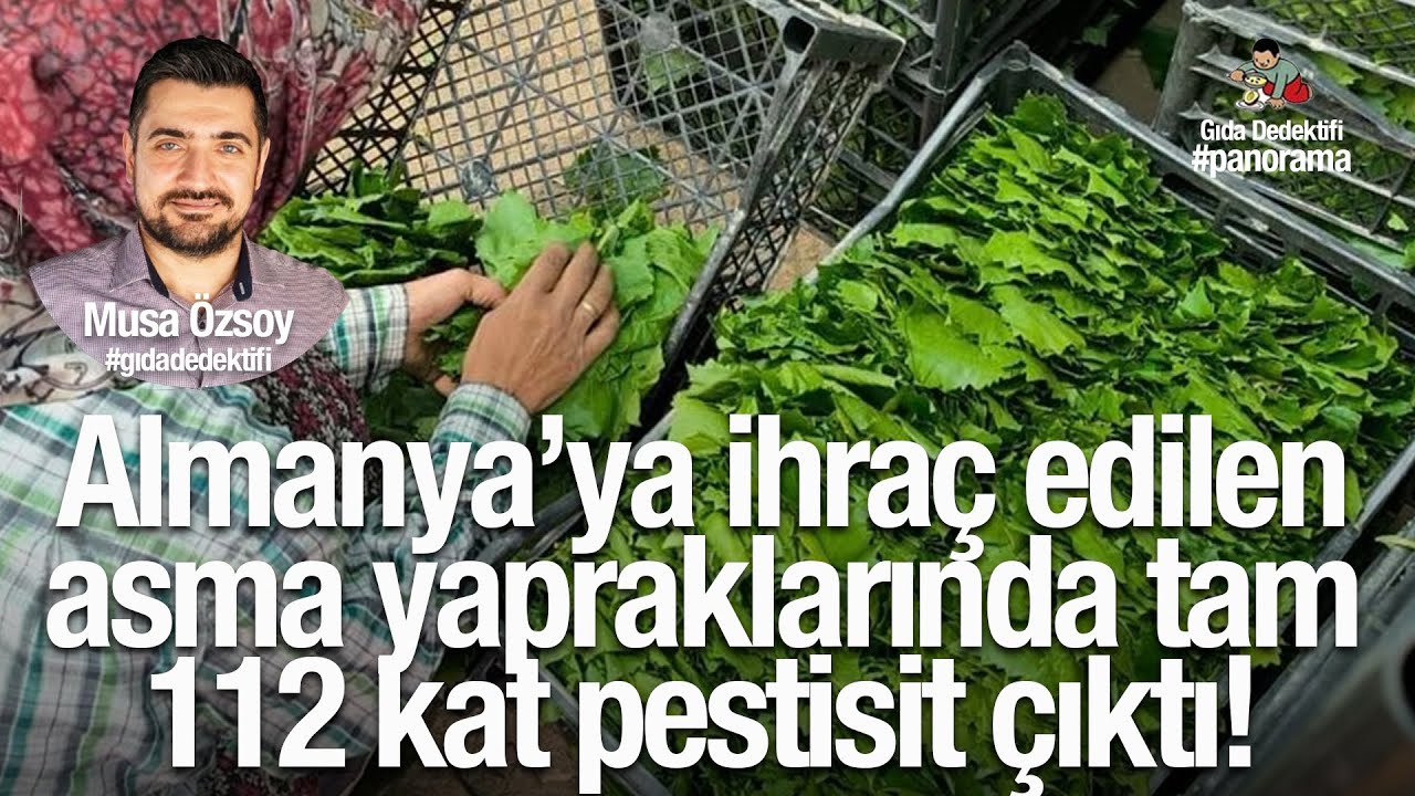 GIDA PANORAMA'DA KONUŞUYORUZ: Türkiye’den ihraç edilen asma yapraklarında 112 kat pestisit çıktı!