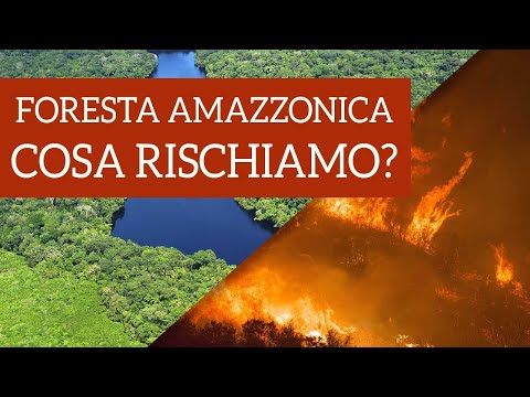 Video: Cosa significa foresta antica?