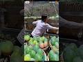 😱 Mango, Grapes, Pineapple, Strawberry & Sweet Corn Harvesting ASMR 🍇🍍🌽 #shorts #villagefarming #10k