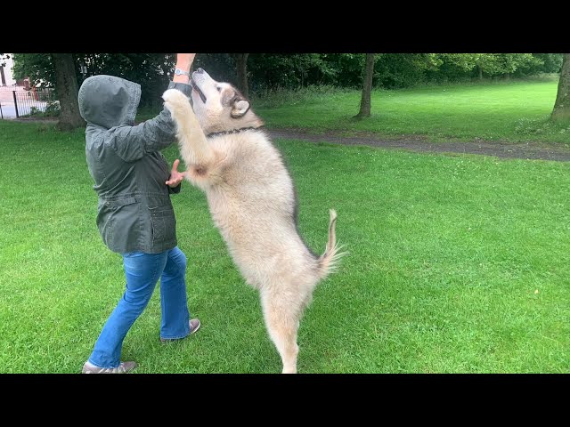 Will My Giant Dogs Recognise Grandma In Public And Disguised?? (SO FUNNY!!) (PRANK)