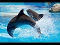 Dolphinarium Oskar (Truskavets, Ukraine)