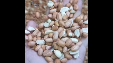 2 chute Color sorter for peanuts sorting