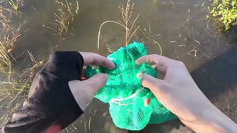 Cùng anh bạn câu lure cá lóc và cắm câu qua đêm trong rừng hồ Dầu Tiếng 