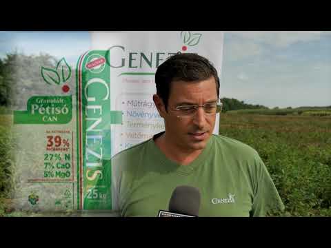 Videó: Mikor kell burgonyát ültetni 2020 -ban a holdnaptár szerint