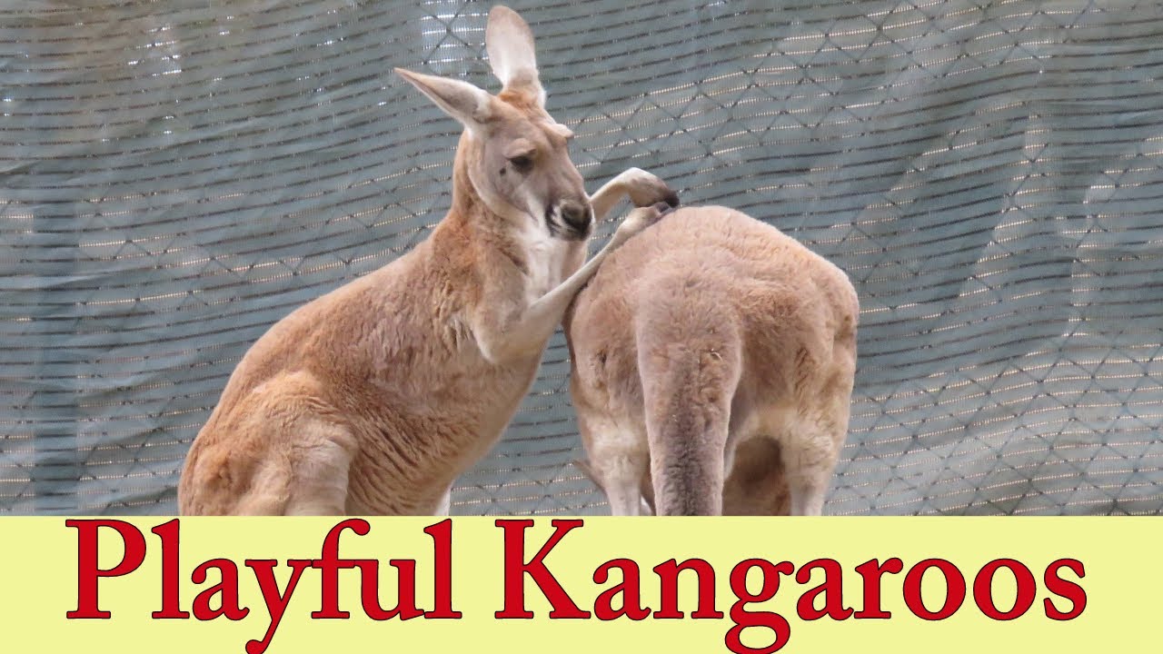 Playful Kangaroos Hopping Kangaroos Cute Red Kangaroo Wallaby
