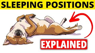 What A Dog's Sleeping Position Reveals About Their Health and Personality