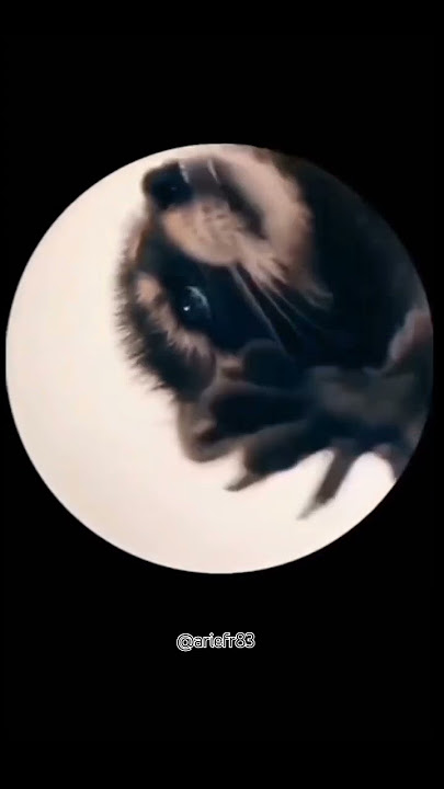 #pedro Pedro ringtone racoon version