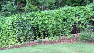 2026 Full Backyard Garden Tour | Built on a Slope & Packed with Fresh Vegetables!