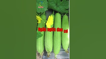 7 Tác Dụng Của Quả Mướp – Loại Rau Quen Thuộc Nhưng Ít Ai Biết Hết Công Dụng