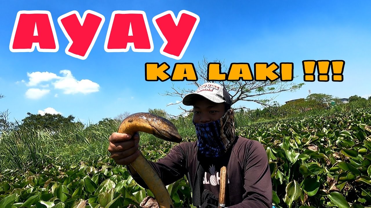 MGA BUTAS || at LAGUSAN