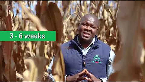 KEYS TO SUCCESSFUL MAIZE PRODUCTION