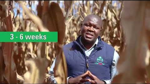 KEYS TO SUCCESSFUL MAIZE PRODUCTION