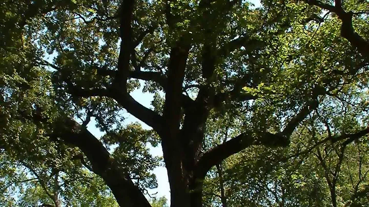 Segment 6: The Hanging Tree - Once Upon a Time in ...