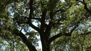 Segment 6: The Hanging Tree - Once Upon a Time in Benbrook