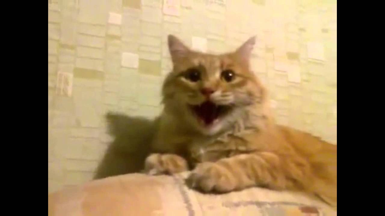 картинки кот смеётся