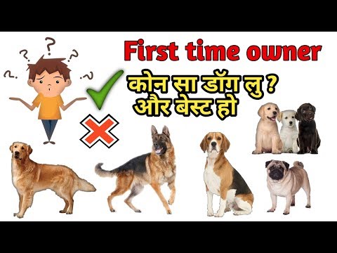 वीडियो: साल के किस समय कुत्ता पालना बेहतर है?
