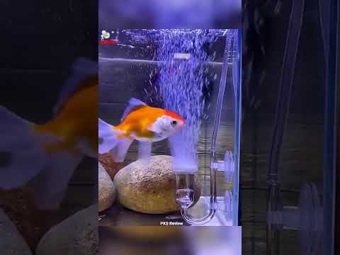 Video Máy lọc Oxy tạo bọt khí cho bể cá #pksreview - youtube