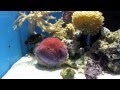 沼津港深海水族館に行ってみた。 パート２ の動画、YouTube動画。