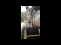MAXCELLENT CATTERY - CHEETOH KITTENS ZOMER 2018 の動画、YouTube動画。