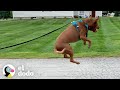 Perro rescatado brinca de felicidad | El Dodo