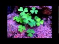Track 2 _ Faint Love.wmv