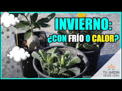 Video: Suculentas que pasan el invierno en interiores: cómo cuidar las plantas suculentas en invierno