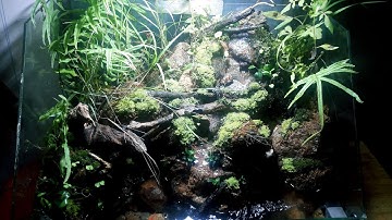 Set up paludarium waterfall with foarm - Thực hiện bể bán cạn thác suối với Foarm