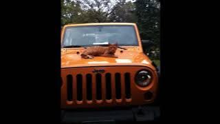 Eyedress (ft. Mac DeMarco) - My Simple Jeep (Sped up)